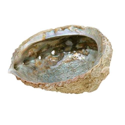 Abalone Shell image 0