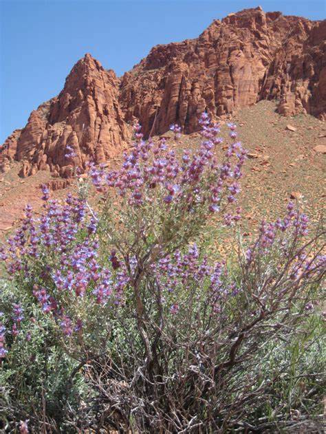 Desert Sage image 1