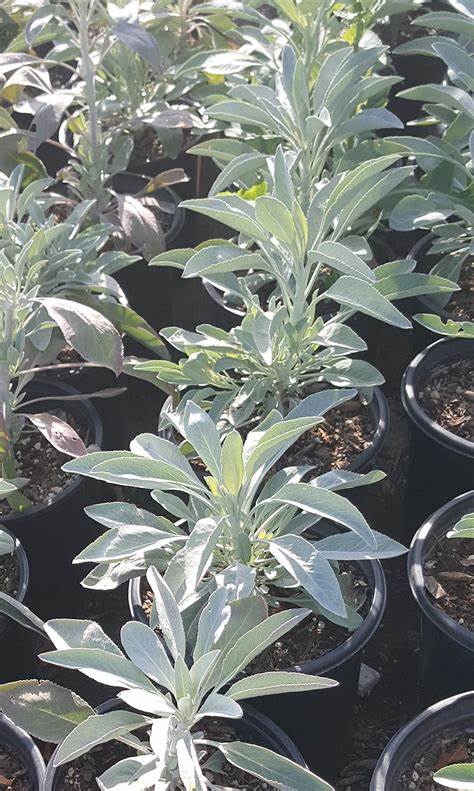 Monague White Sage image 1
