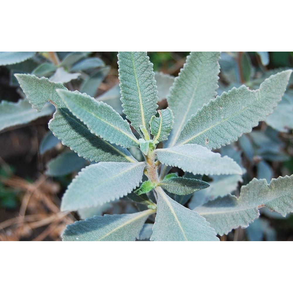 Yerba Santa 3Pack