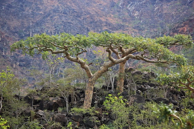 Frankincense by Herb & Earth image 1