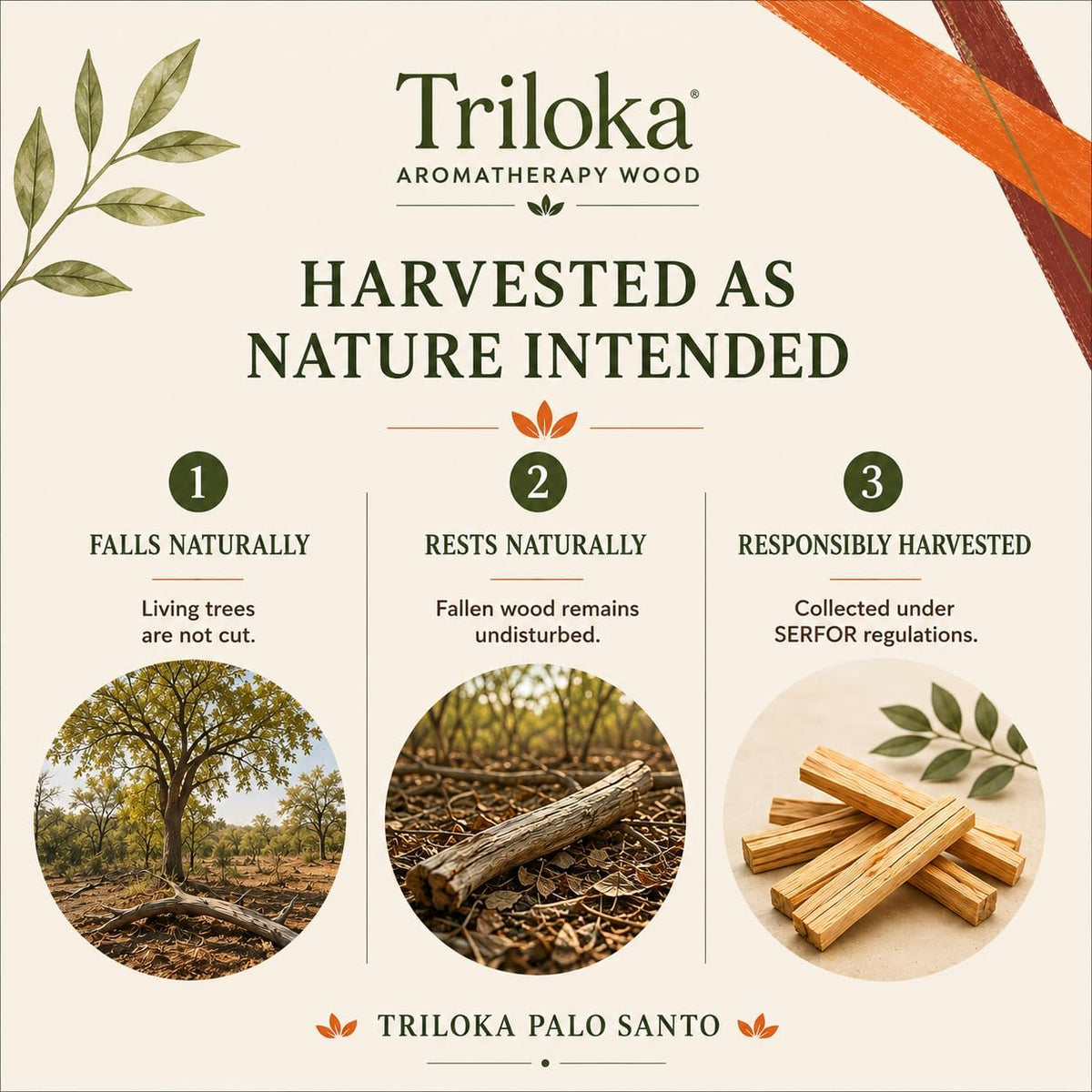 Palo Santo 5Pack