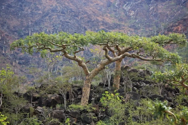 Boswellia Tree