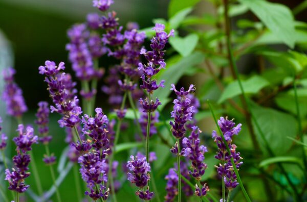 Lavender Plant