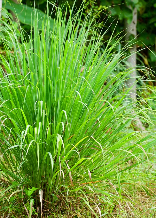 Lemongrass Plant